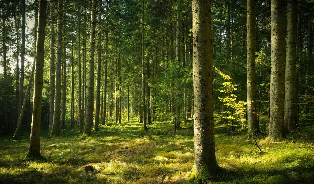 Обои лес, сосны, бор, forest, pine, bor разрешение 3840x2160 Загрузить