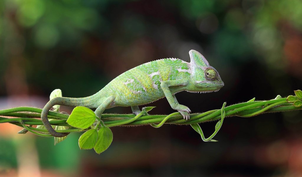 Обои природа, хамелеон, индонезия, nature, chameleon, indonesia разрешение 5174x2910 Загрузить