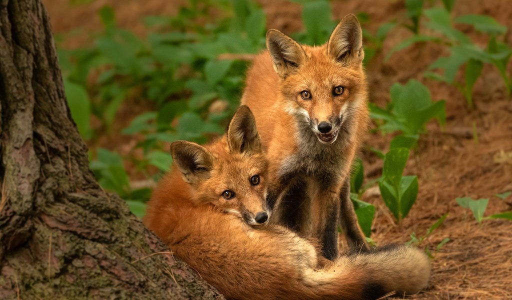 Обои природа, поза, взгляд, парочка, рыжие, лисята, лисы, nature, pose, look, a couple, red, cubs, fox разрешение 2880x2304 Загрузить