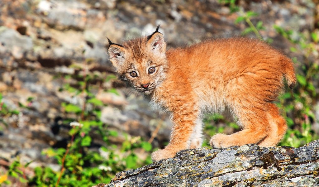Обои природа, рысь, взгляд, малыш, детеныш, боке, рысёнок, nature, lynx, look, baby, cub, bokeh, a small lynx разрешение 3840x2560 Загрузить