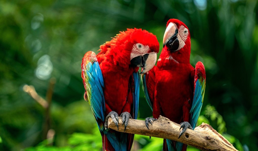 Обои птицы, парочка, попугаи, birds, a couple, parrots разрешение 6144x4098 Загрузить