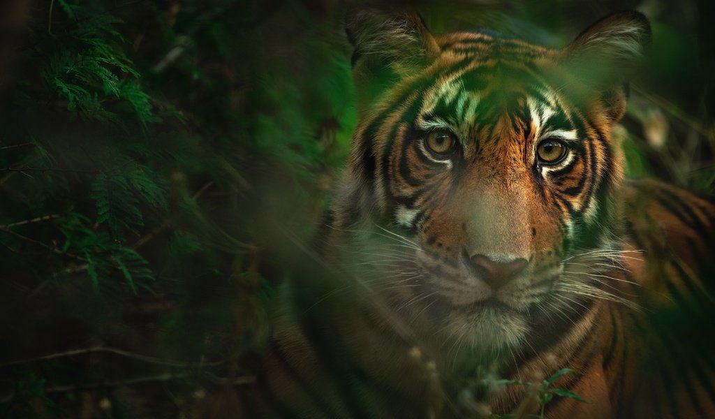 Обои тигр, морда, листья, взгляд, боке, tiger, face, leaves, look, bokeh разрешение 4636x3091 Загрузить