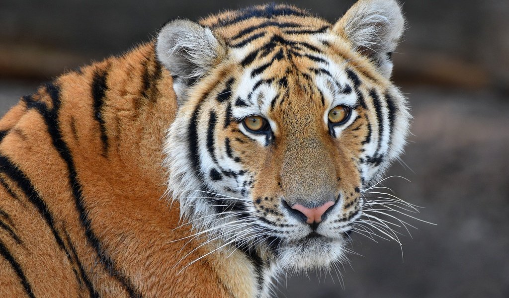 Обои тигр, морда, портрет, взгляд, tiger, face, portrait, look разрешение 2880x1853 Загрузить