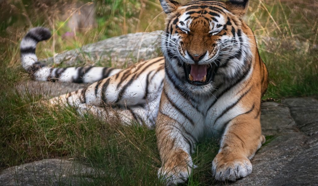Обои тигр, трава, поза, лежит, пасть, tiger, grass, pose, lies, mouth разрешение 3361x2604 Загрузить