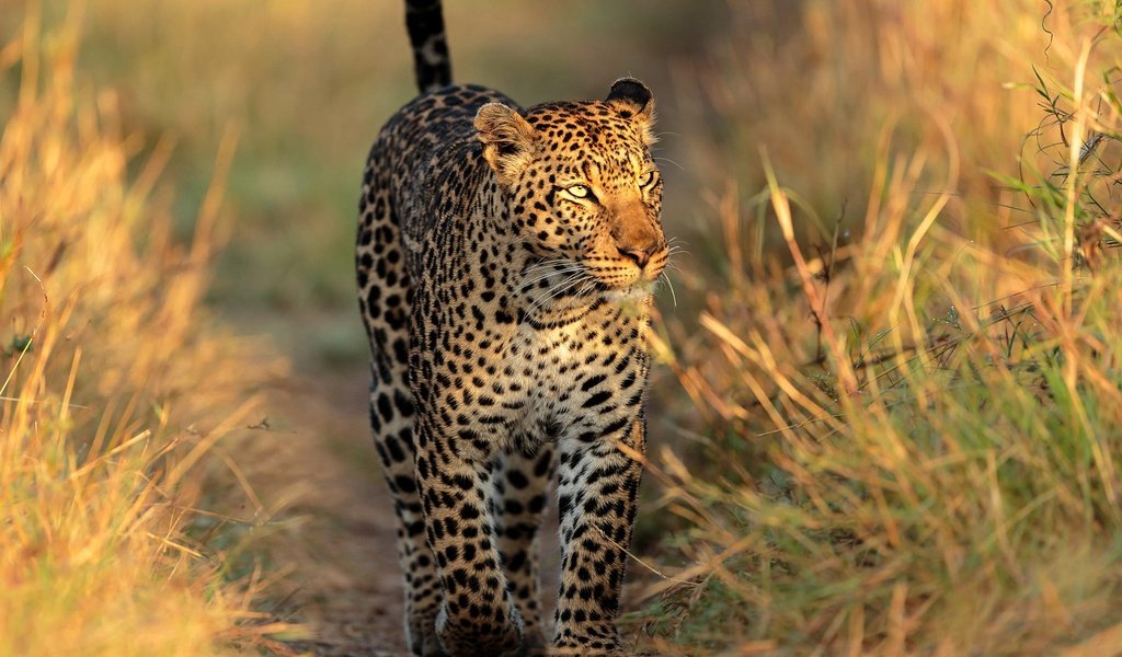 Обои трава, тропинка, леопард, прогулка, grass, path, leopard, walk разрешение 2000x1333 Загрузить