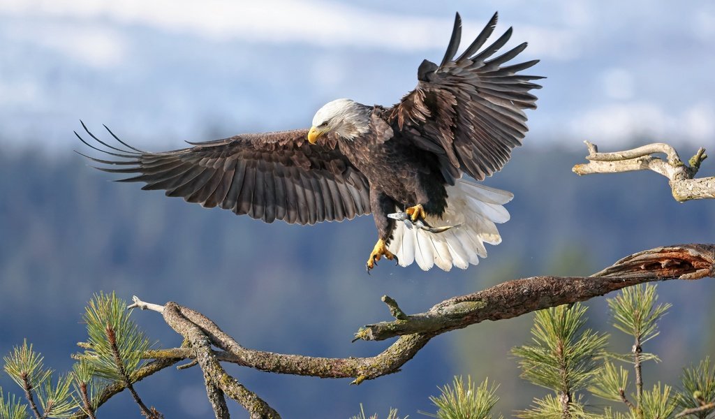 Обои ветка, фон, крылья, птица, белоголовый орлан, branch, background, wings, bird, bald eagle разрешение 6144x4117 Загрузить