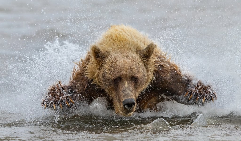 Обои вода, медведь, зверь, water, bear, beast разрешение 3840x2160 Загрузить