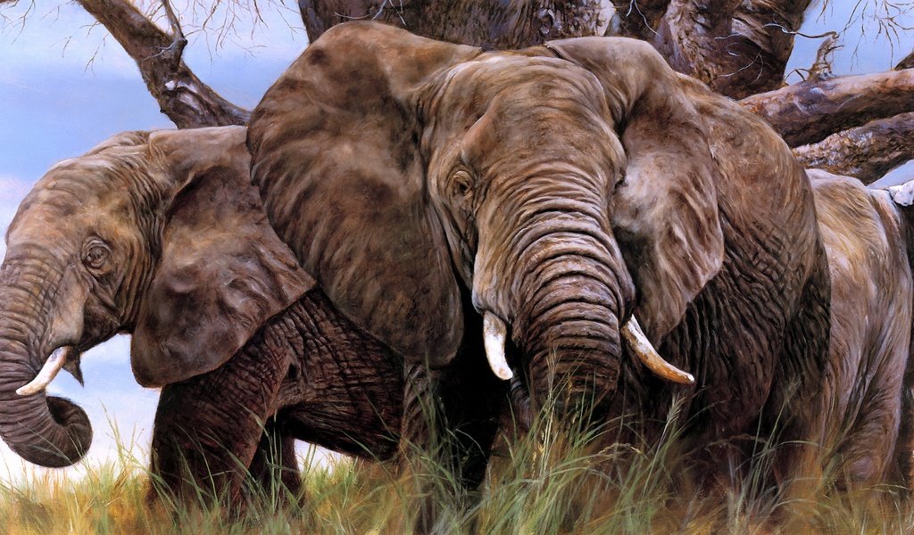 Обои арт, слон, уши, слоны, бивни, art, elephant, ears, elephants, tusks разрешение 4731x2075 Загрузить