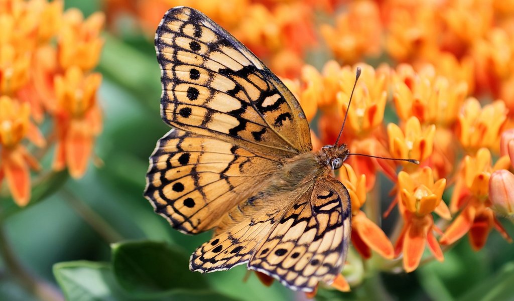 Обои цветы, бабочка, оранжевые, боке, flowers, butterfly, orange, bokeh разрешение 2880x1620 Загрузить