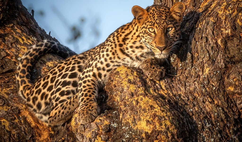 Обои дерево, взгляд, леопард, tree, look, leopard разрешение 3000x2000 Загрузить