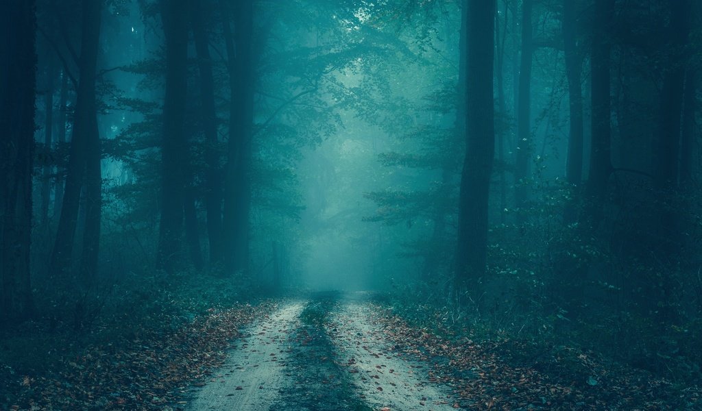 Обои дорога, деревья, лес, туман, осень, сумерки, road, trees, forest, fog, autumn, twilight разрешение 5985x3890 Загрузить