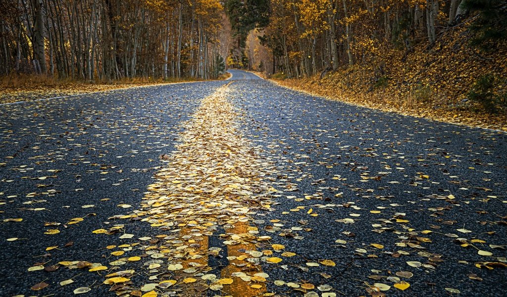 Обои дорога, осень, road, autumn разрешение 2880x1620 Загрузить