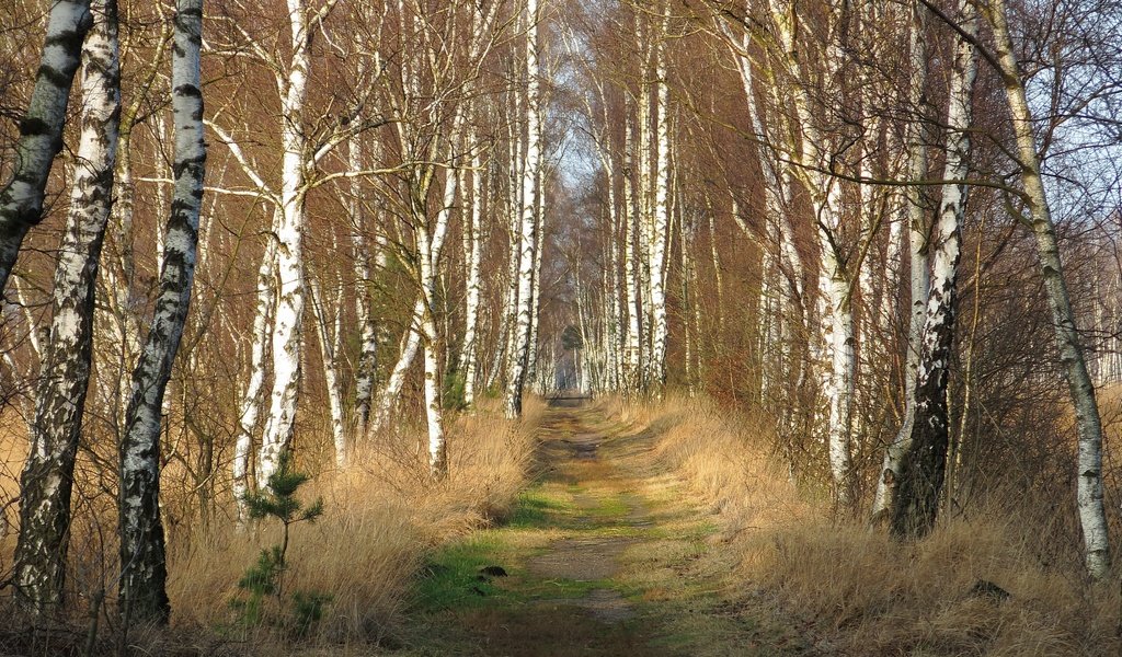 Обои дорога, природа, березы, road, nature, birch разрешение 3840x2160 Загрузить