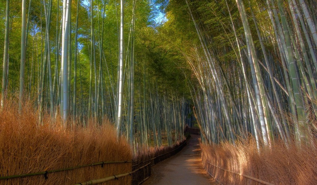 Обои бамбуковая роща, арт, трава, деревья, река, лес, дорожка, тропинка, бамбук, bamboo grove, art, grass, trees, river, forest, track, path, bamboo разрешение 1920x1280 Загрузить