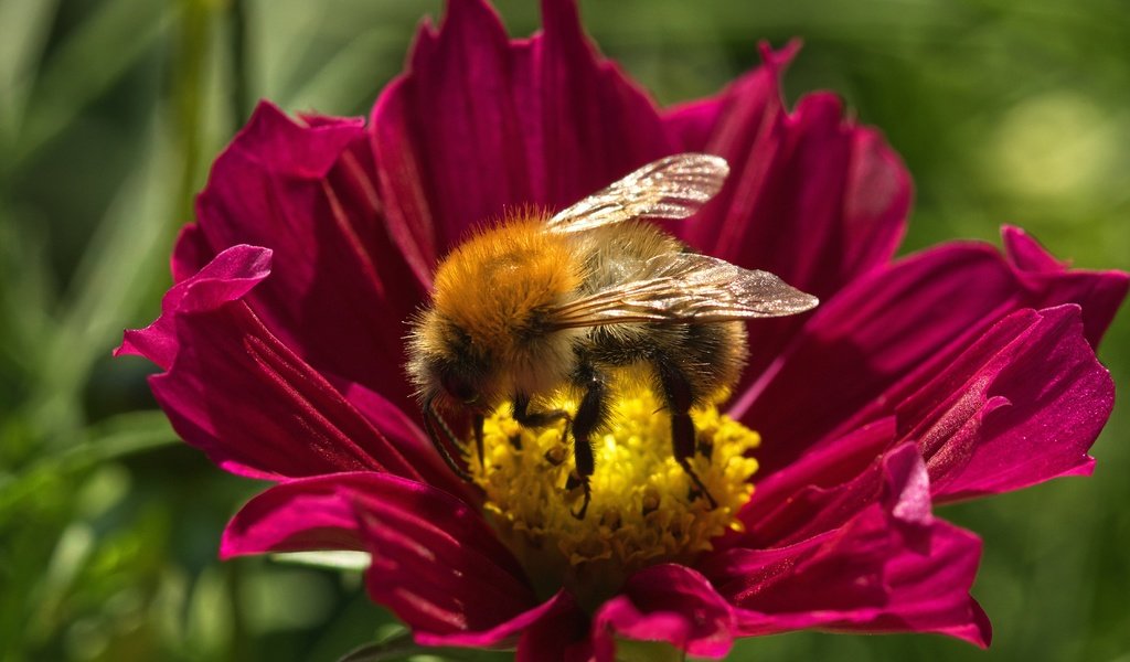 Обои макро, цветок, лето, пчела, macro, flower, summer, bee разрешение 6000x3368 Загрузить