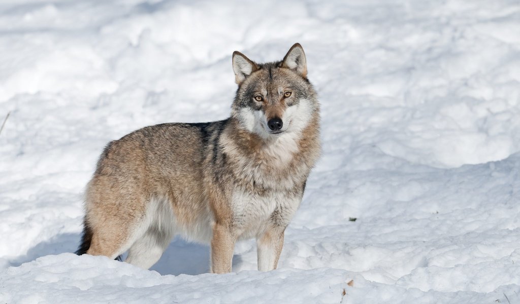 Обои морда, снег, зима, взгляд, волк, face, snow, winter, look, wolf разрешение 2000x1328 Загрузить