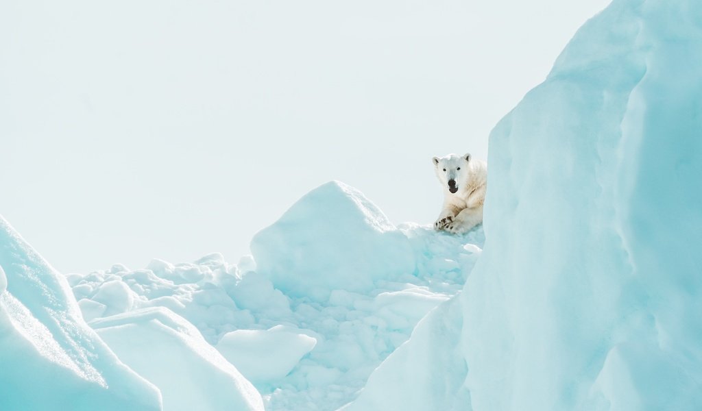 Обои зима, медведь, лёд, белый медведь, ледник, льдина, выглядывает, winter, bear, ice, polar bear, glacier, floe, peeps разрешение 3840x2751 Загрузить