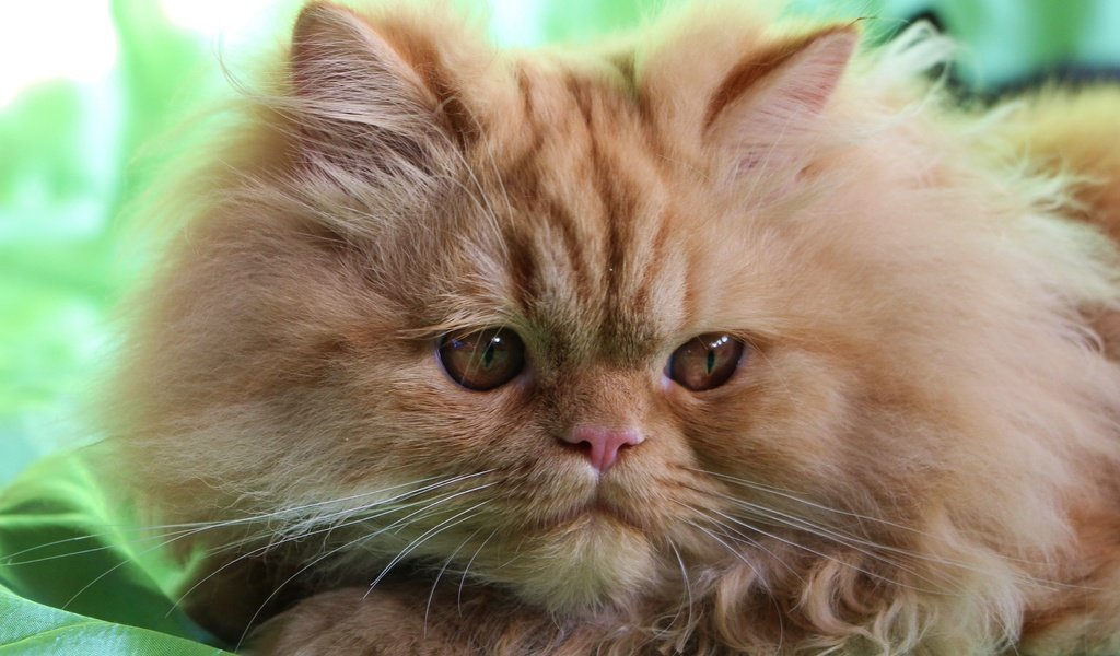 Обои мордочка, взгляд, пушистый, рыжий кот, персидская кошка, muzzle, look, fluffy, red cat, persian cat разрешение 3600x2400 Загрузить