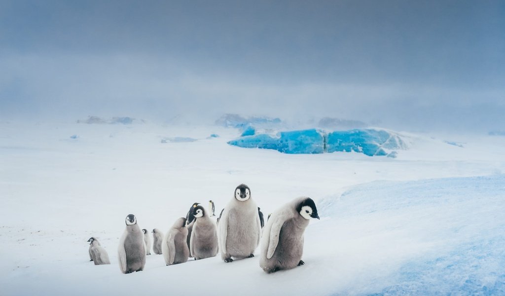Обои небо, антарктида, снег, пингвины, природа, зима, лёд, птицы, пингвин, стая, the sky, antarctica, snow, penguins, nature, winter, ice, birds, penguin, pack разрешение 2000x1334 Загрузить