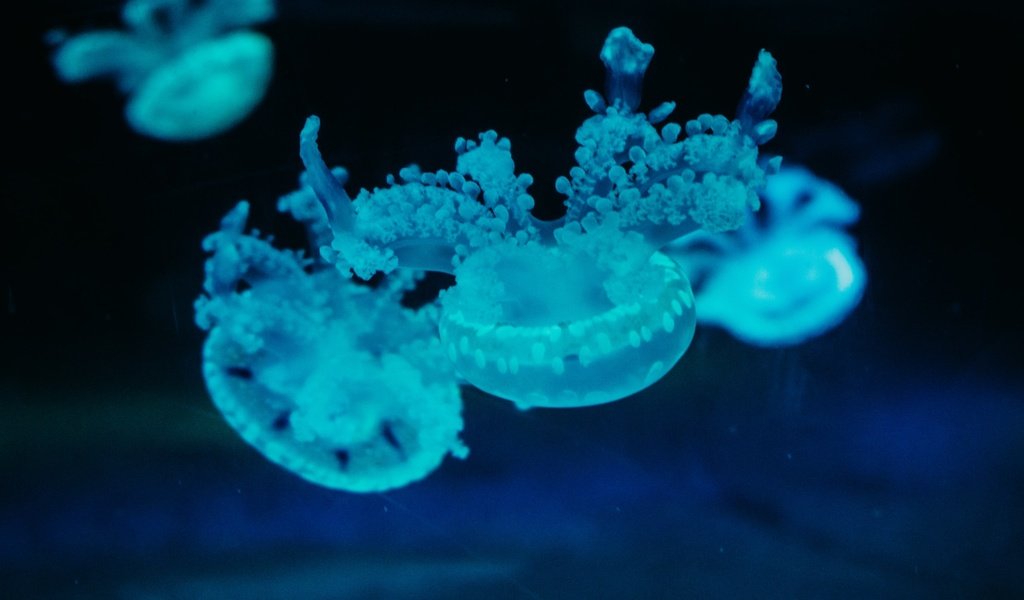 Обои под водой, голубые, медузы, under water, blue, jellyfish разрешение 2400x1600 Загрузить
