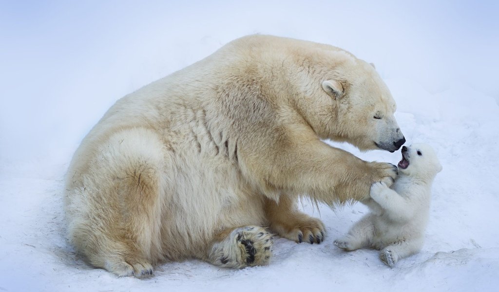 Обои зима, медведь, малыш, лапа, медведи, ласка, белый медведь, медвежонок, winter, bear, baby, paw, bears, weasel, polar bear разрешение 2000x1333 Загрузить