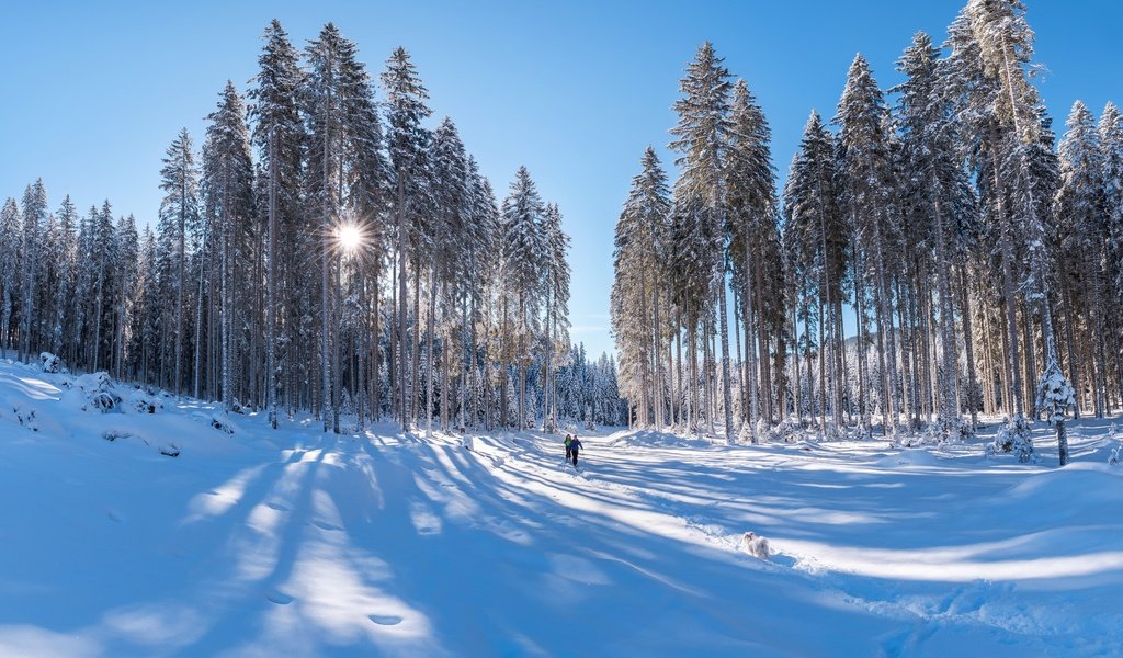Обои свет, сосны, снег, синева, лес, сугробы, зима, тени, лучи, лыжники, люди, лыжня, иней, собака, light, pine, snow, blue, forest, the snow, winter, shadows, rays, skiers, people, trails, frost, dog разрешение 6876x4686 Загрузить