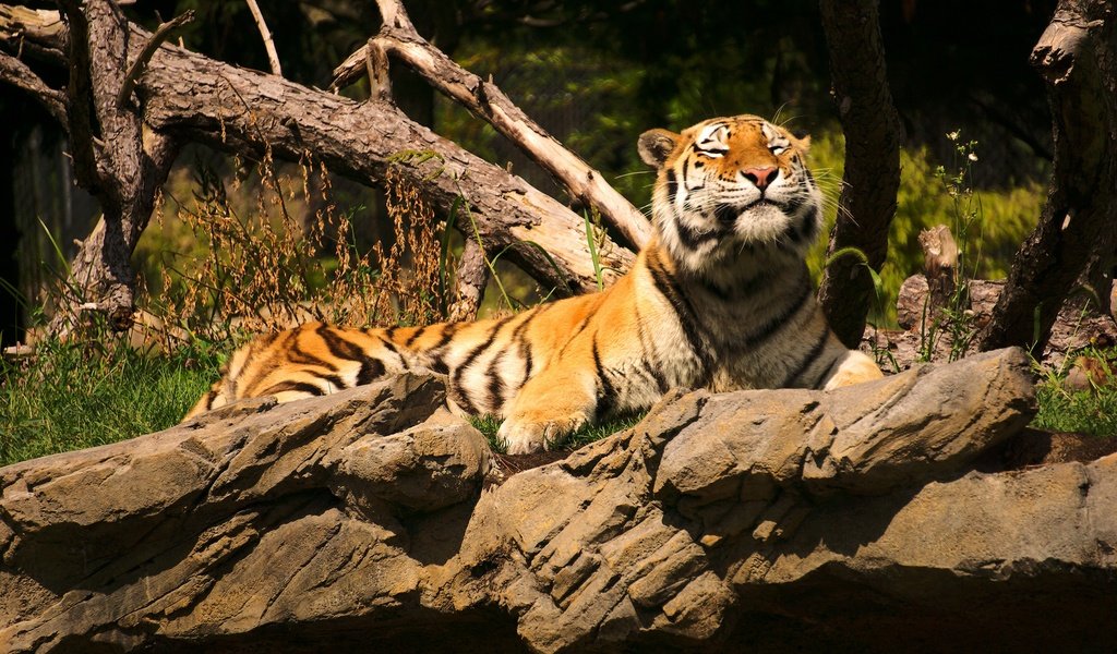 Обои тигр, камни, лежит, коряга, tiger, stones, lies, snag разрешение 2560x1563 Загрузить