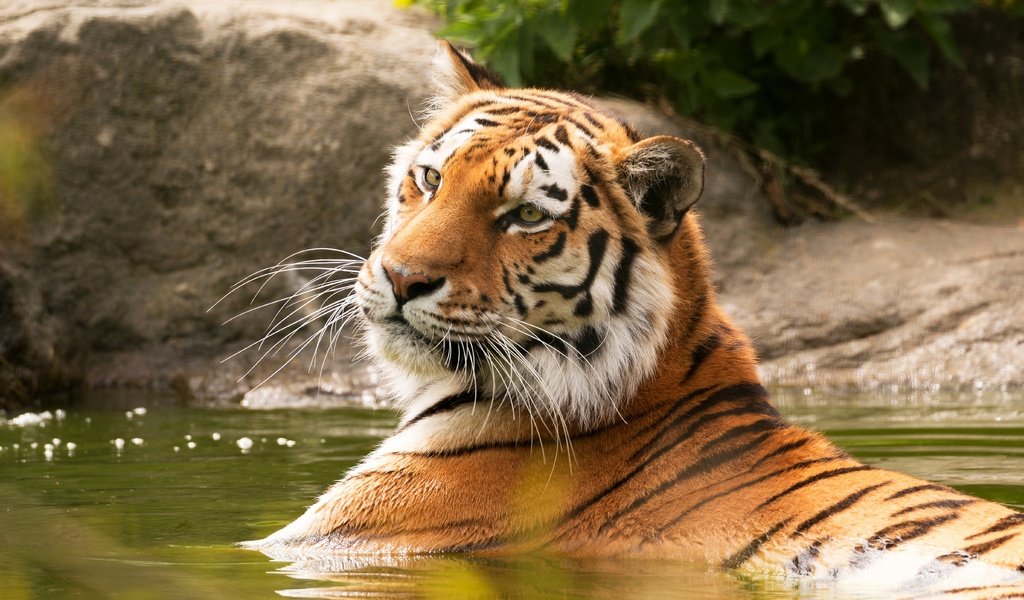 Обои тигр, морда, водоем, купание, tiger, face, pond, bathing разрешение 5472x3648 Загрузить