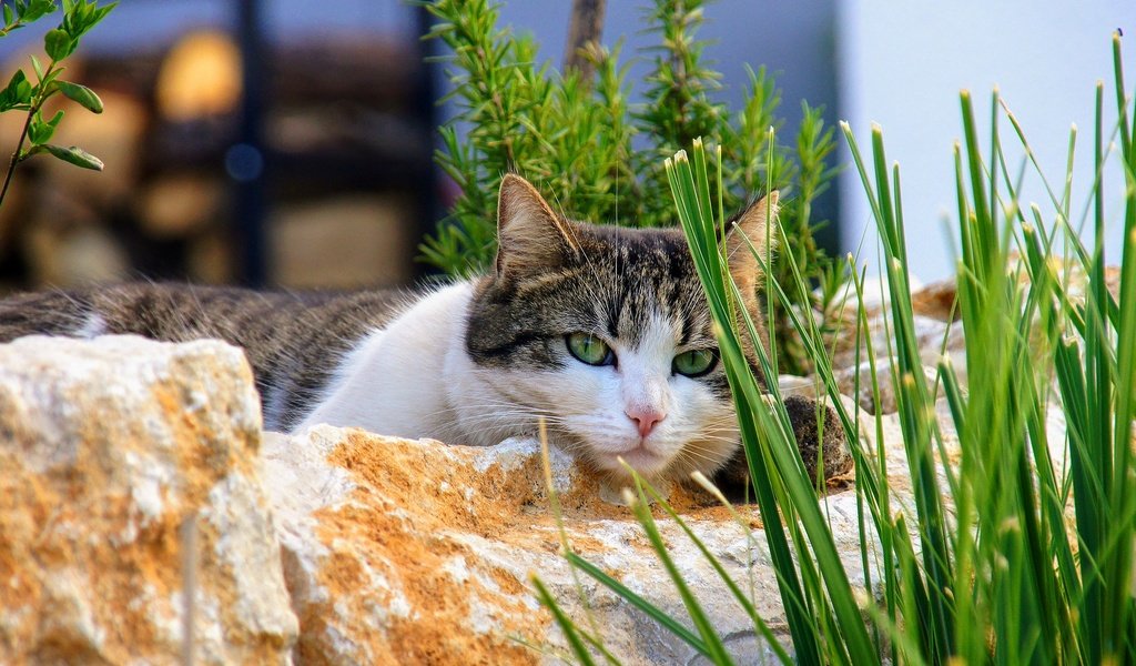 Обои трава, камни, кот, кошка, взгляд, лежит, зеленые глаза, боке, grass, stones, cat, look, lies, green eyes, bokeh разрешение 2560x1440 Загрузить