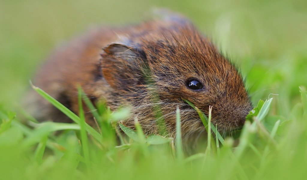 Обои трава, взгляд, мышь, мышка, мышонок, боке, грызун, полевка, полевая мышь, grass, look, mouse, bokeh, rodent, vole разрешение 3840x2160 Загрузить