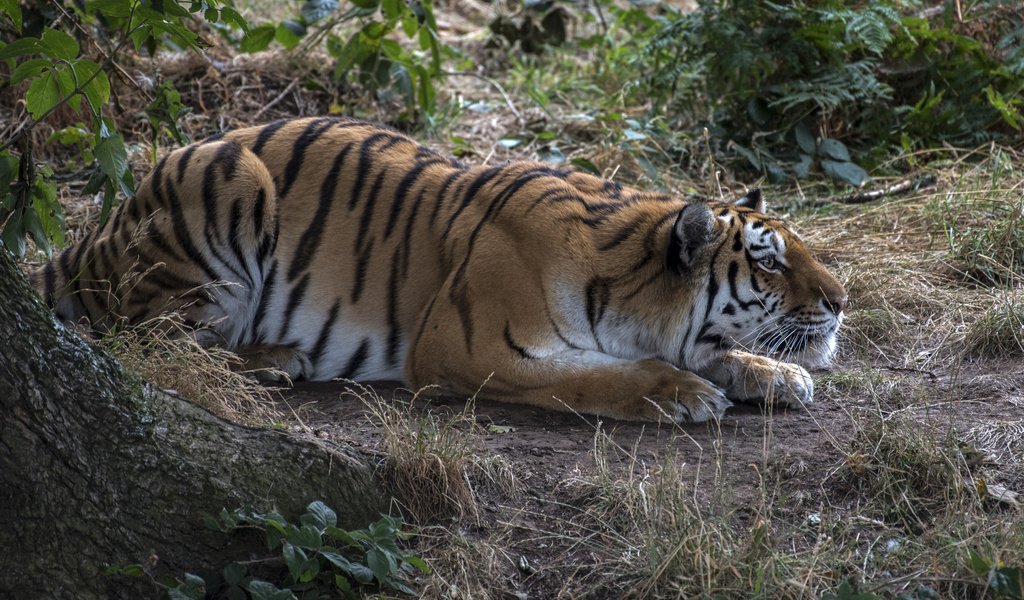 Обои тигр, tiger разрешение 4000x2400 Загрузить