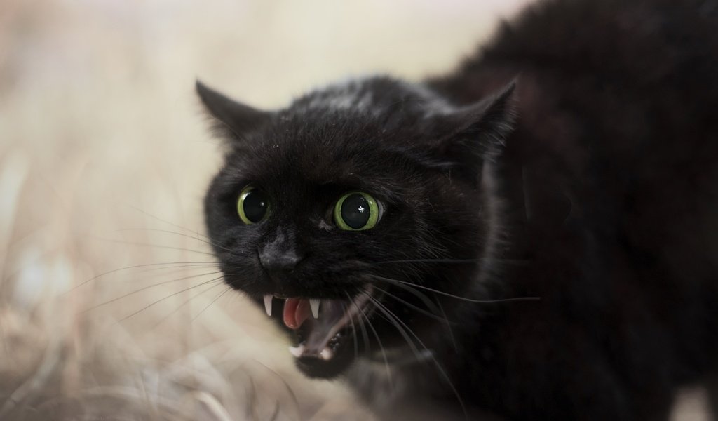Обои трава, кот, мордочка, кошка, взгляд, черный, клыки, злой, grass, cat, muzzle, look, black, fangs, evil разрешение 6016x4016 Загрузить