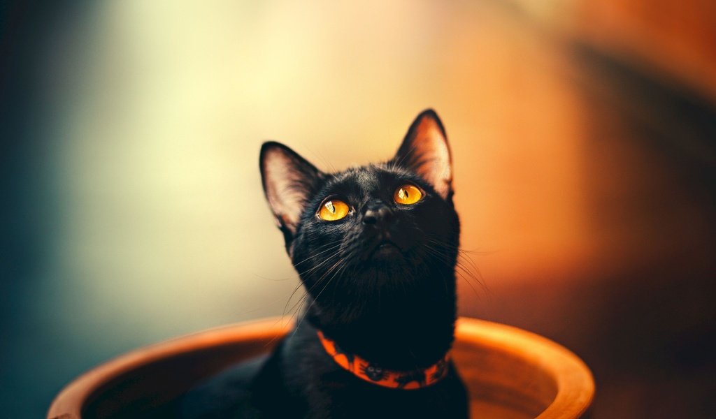 Обои кот, кошка, взгляд, черный, ошейник, оранжевые глаза, cat, look, black, collar, orange eyes разрешение 5198x3648 Загрузить
