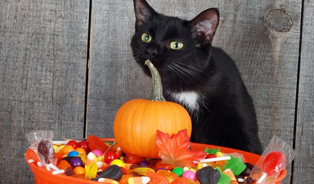 Обои кот, кошка, сладости, черный, хэллоуин, тыква, cat, sweets, black, halloween, pumpkin разрешение 2462x1625 Загрузить