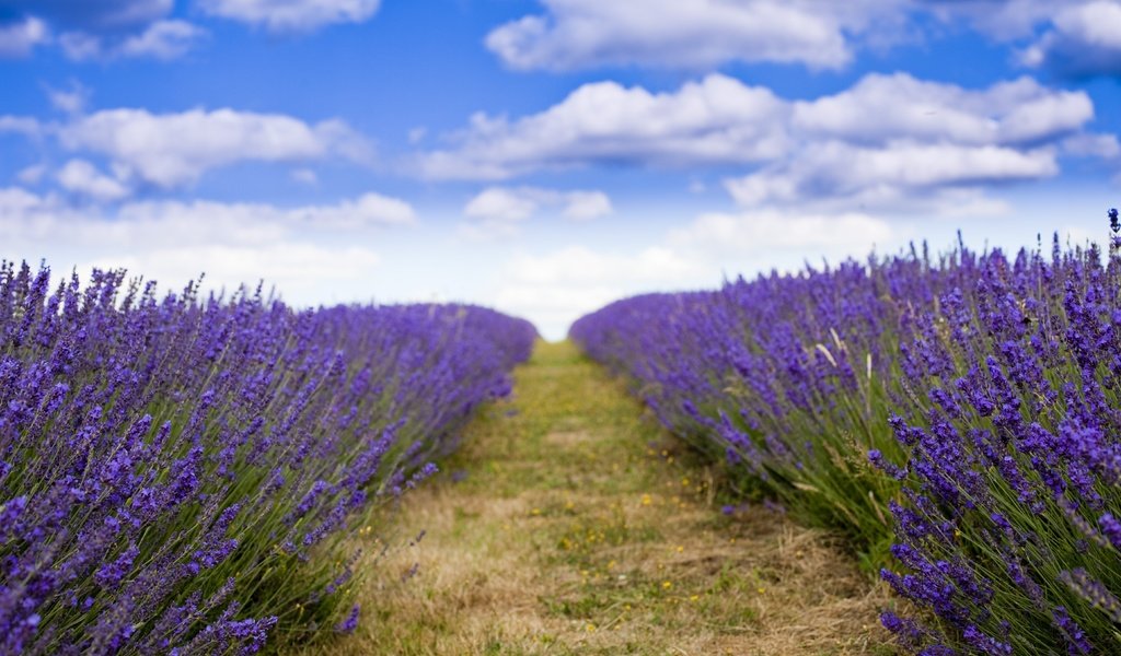 Обои лаванда, lavender разрешение 5616x3744 Загрузить