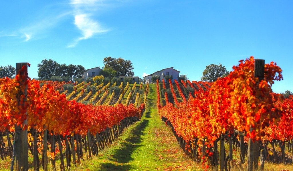 Обои склон, осень, дом, италия, виноградник, slope, autumn, house, italy, vineyard разрешение 2048x1365 Загрузить