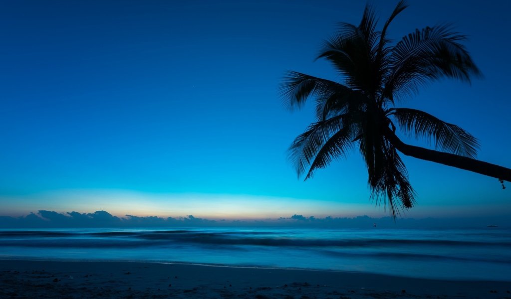 Обои вечер, море, пальма, the evening, sea, palma разрешение 3139x2095 Загрузить