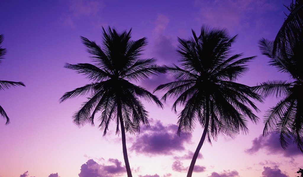 Обои вечер, пальмы, the evening, palm trees разрешение 3283x4096 Загрузить