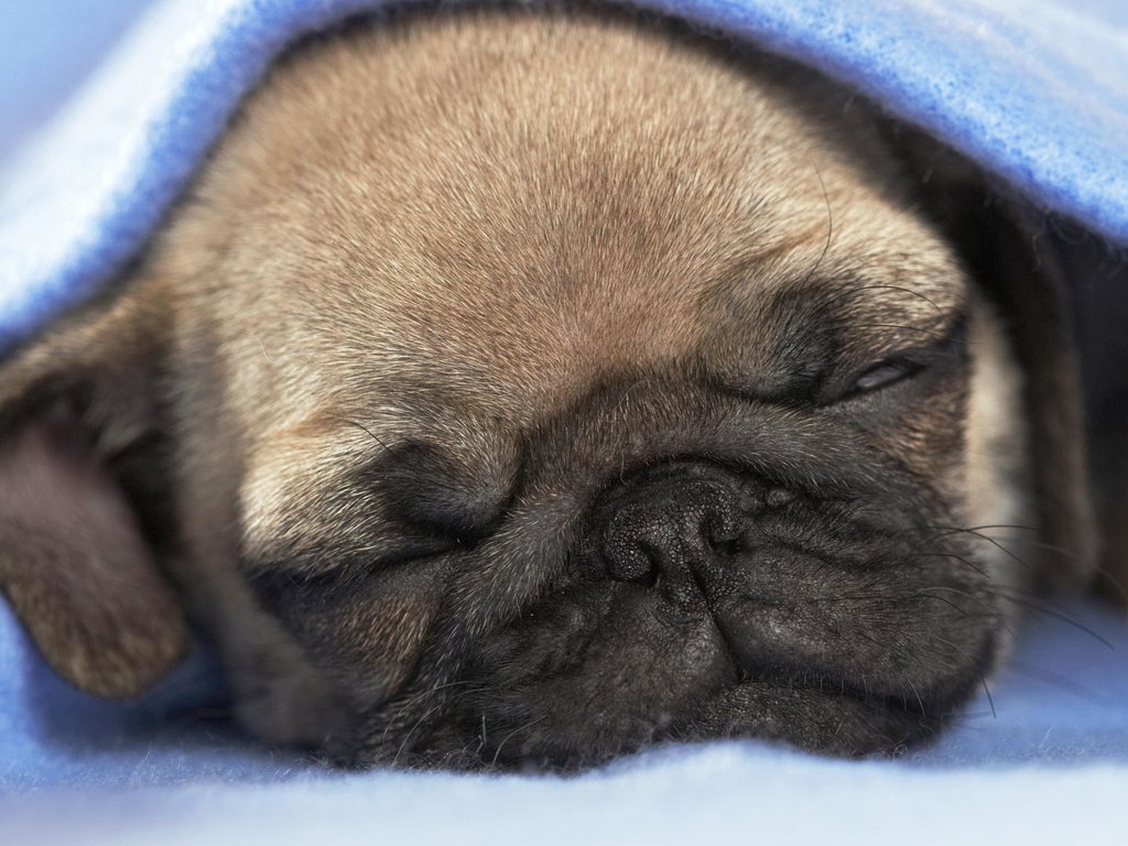 Обои сон, щенок, одеяло, собока, sleep, puppy, blanket, soboka разрешение 1920x1080 Загрузить