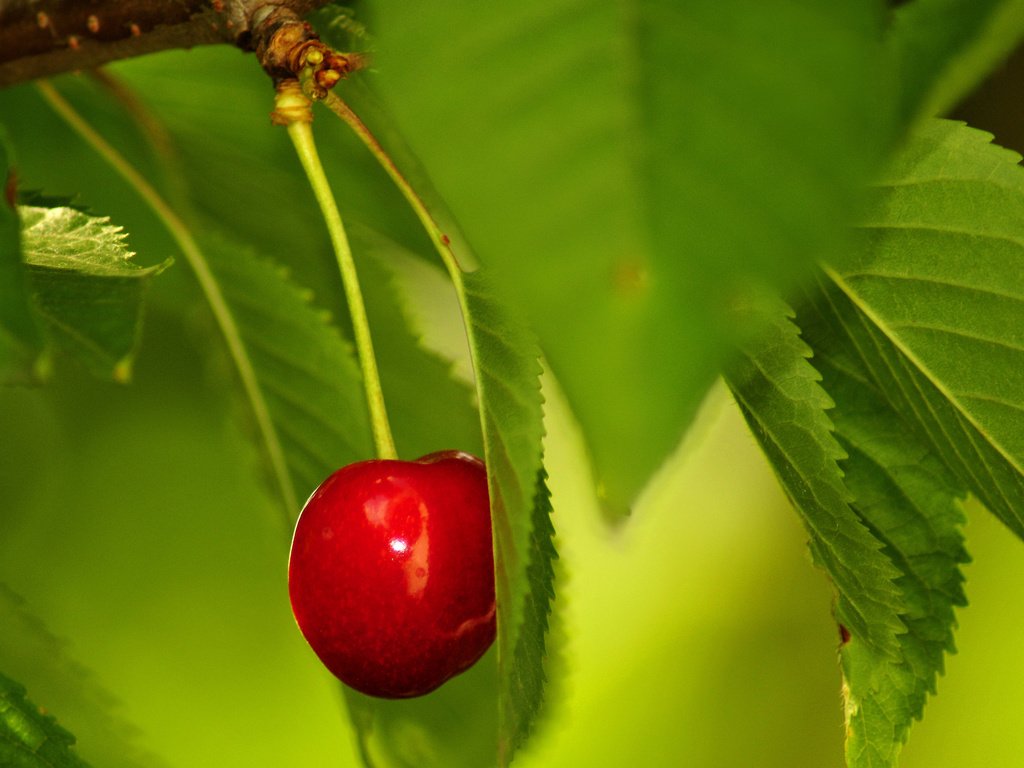 Обои листья, ягода, красная, черешня, спелая, одинокая, зеленые, leaves, berry, red, cherry, ripe, lonely, green разрешение 2560x1600 Загрузить