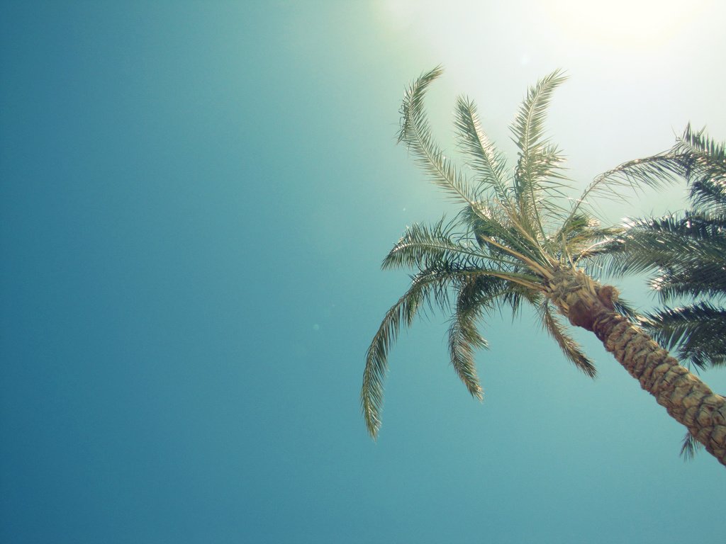 Обои солнце, лето, пальмы, the sun, summer, palm trees разрешение 2640x1980 Загрузить