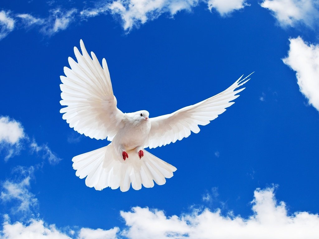Обои голубь, небо, white dove, облака, полет, крылья, белый, птица, клюв, перья, dove, the sky, clouds, flight, wings, white, bird, beak, feathers разрешение 2560x1600 Загрузить