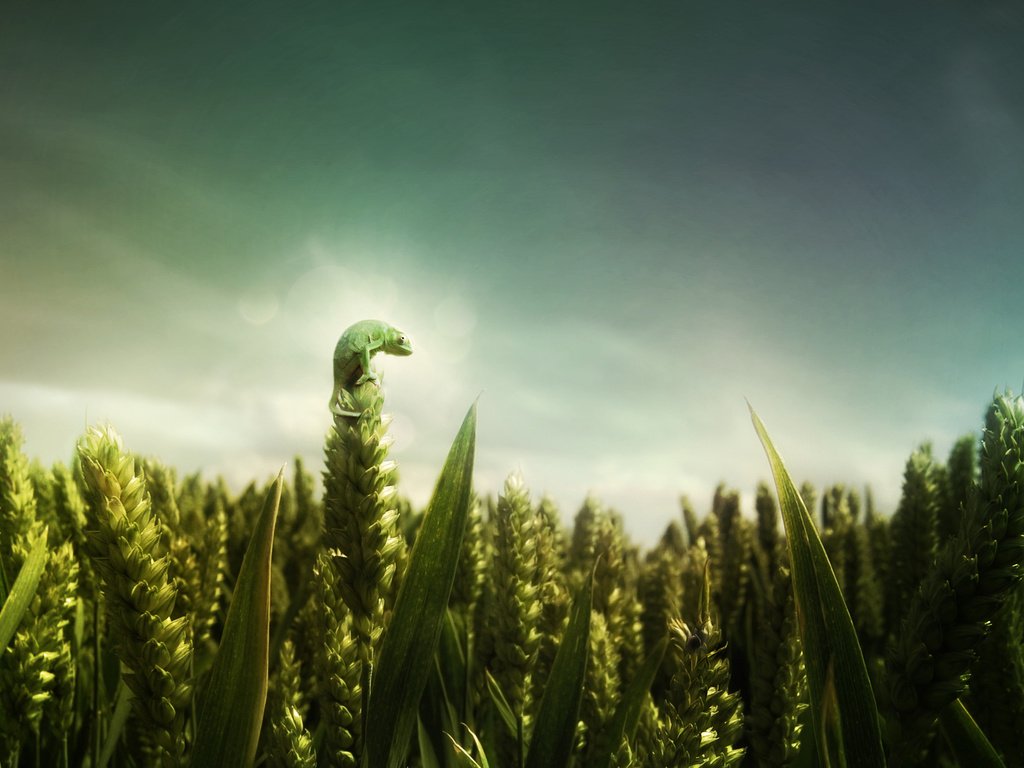 Обои зелёный, поле, ящерица, пшеница, green, field, lizard, wheat разрешение 2560x1600 Загрузить