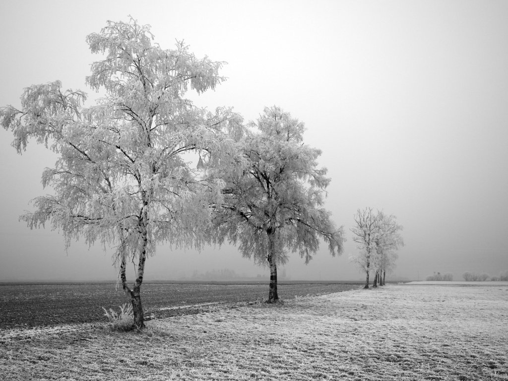 Обои дорога, деревья, зима, road, trees, winter разрешение 2560x1600 Загрузить