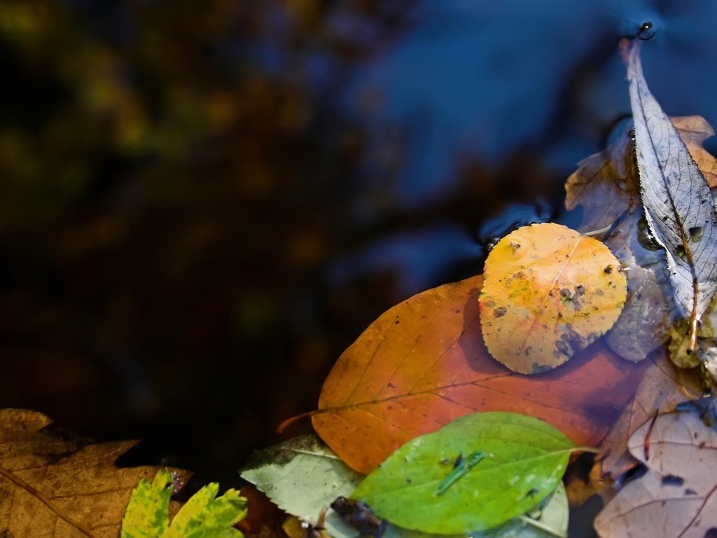 Обои вода, природа, макро фото, листья, лужа, water, nature, macro photo, leaves, puddle разрешение 2560x1600 Загрузить