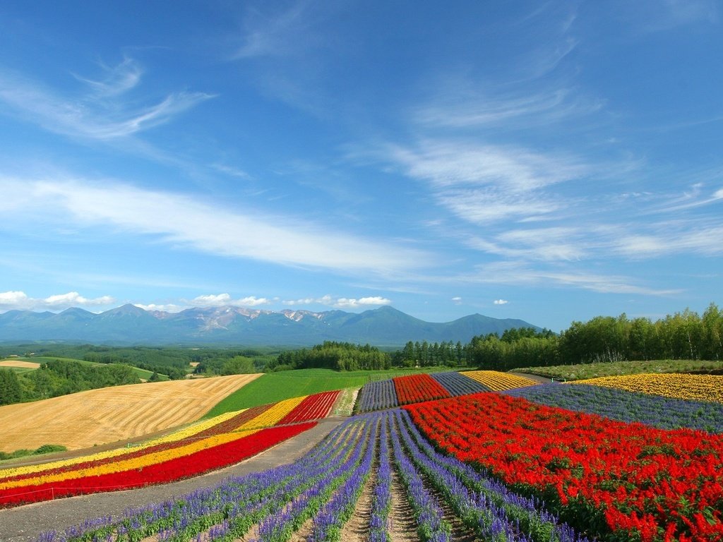 Обои цветы, поле, тюльпаны, flowers, field, tulips разрешение 1920x1200 Загрузить
