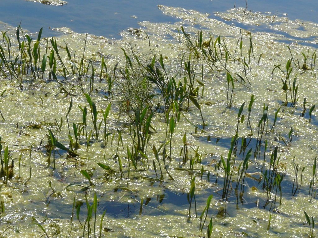 Обои лето зелень озеро, summer greens lake разрешение 1920x1082 Загрузить