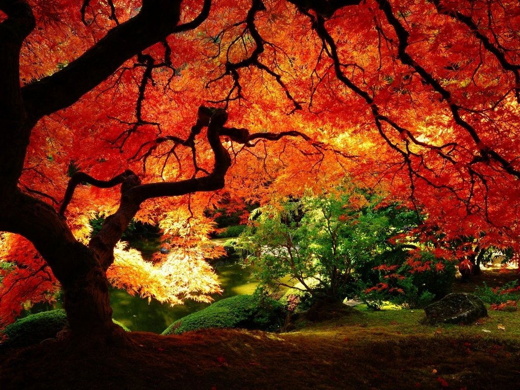 Обои природа, осень, сад, красно, желтые листья, nature, autumn, garden, red, yellow leaves разрешение 1920x1200 Загрузить