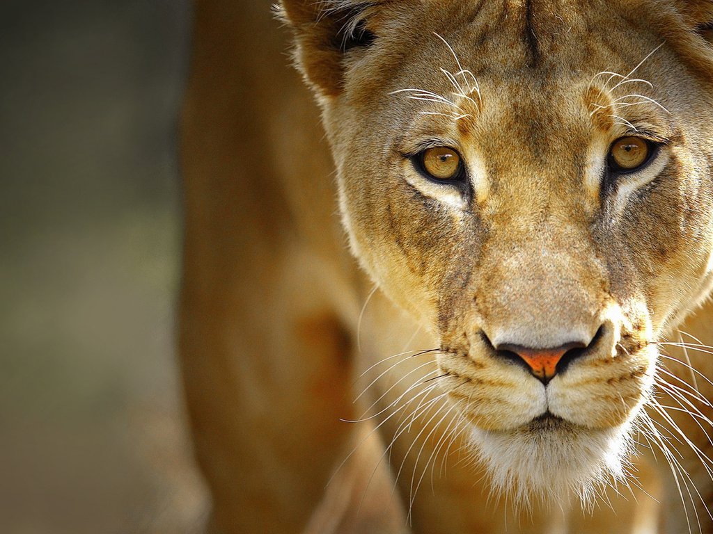 Обои глаза, морда, усы, хищник, лев, львица, eyes, face, mustache, predator, leo, lioness разрешение 1920x1200 Загрузить