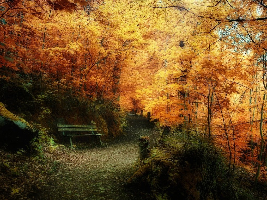 Обои лес, листва, осень, скамейка, жёлтая, forest, foliage, autumn, bench, yellow разрешение 1920x1080 Загрузить